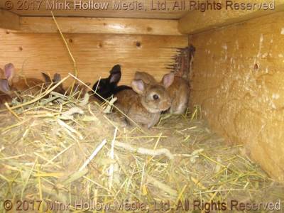 a rabbit hole - from the inside a rabbit hole - from the inside